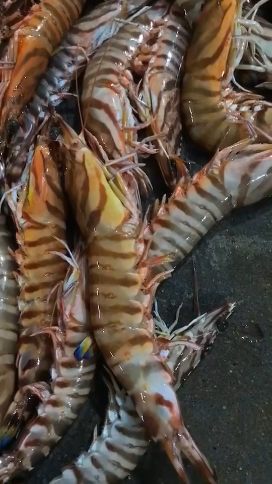 #全民好物节#传说中的野生九节虾。