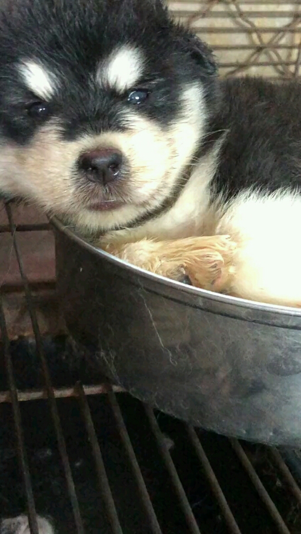 狗肉汤的做法还差什么步骤