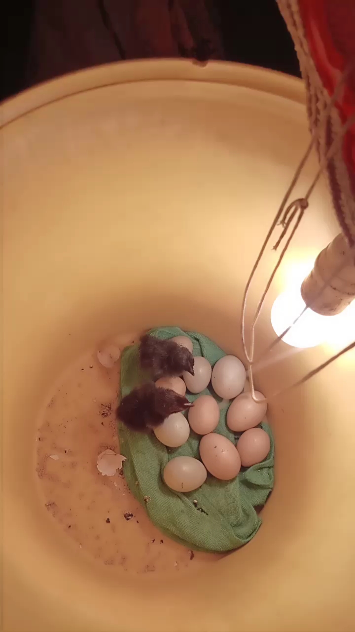 用电孵化了2只小鸡