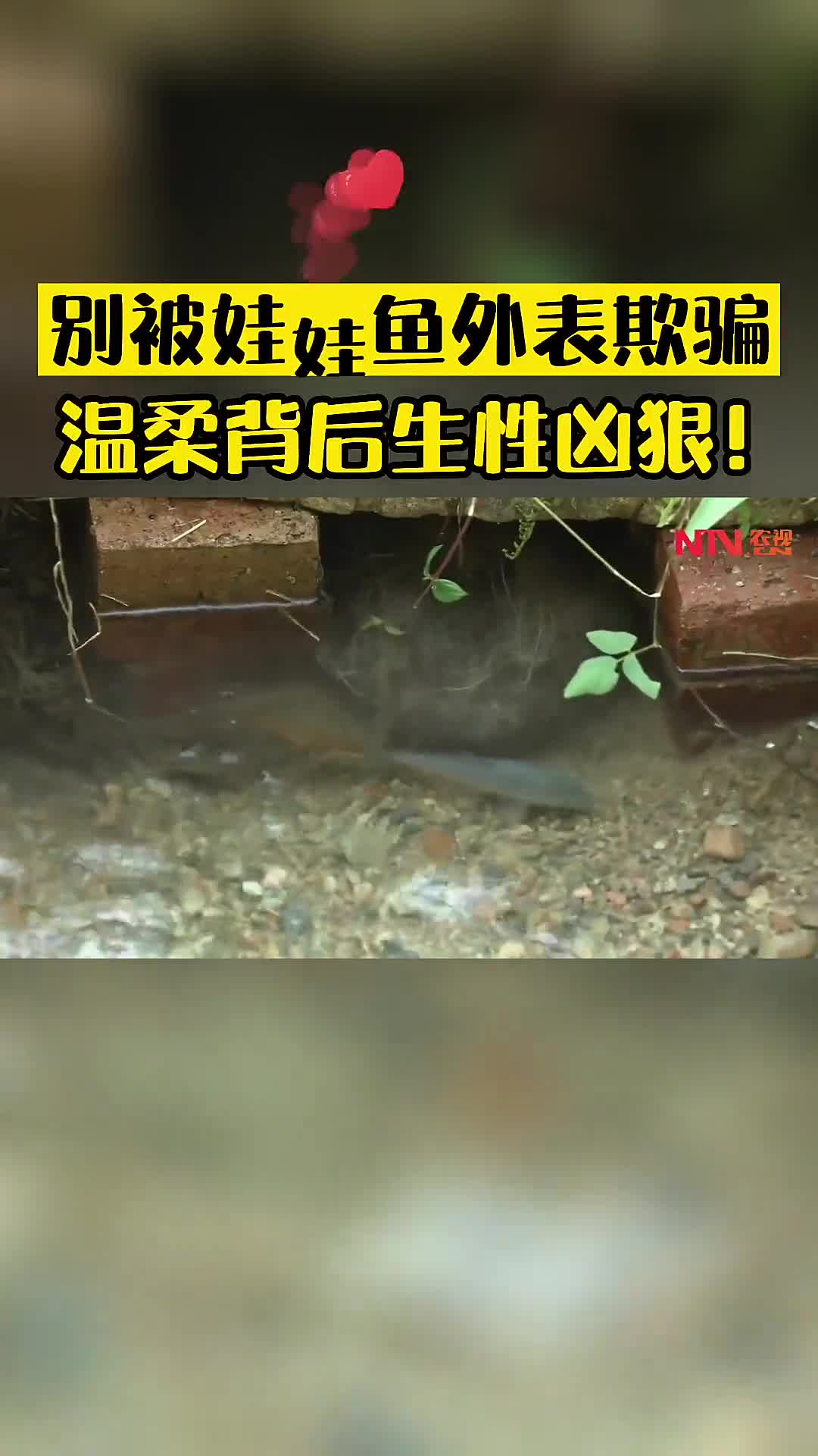 别被娃娃鱼外表欺骗,温柔背后生性凶狠!