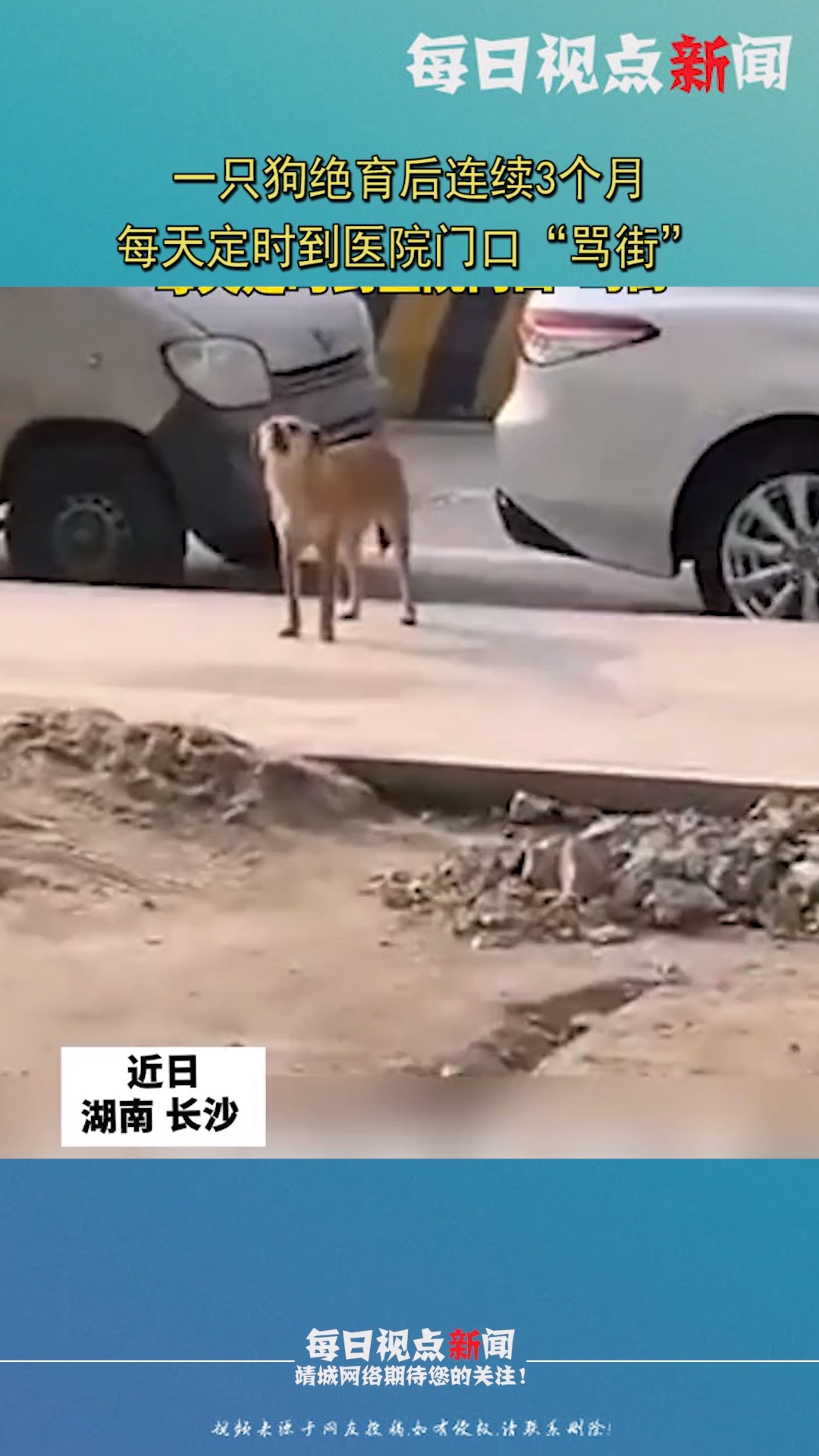 感人一幕:天气太冷公鸡顾不得吃东西,怕冻着母鸡,张开翅膀帮母鸡取暖