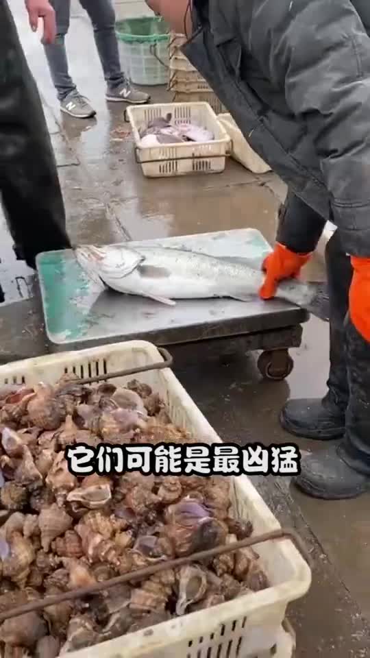 这种入侵鱼在非洲称王,长到数百斤,当今中国也首先发现!