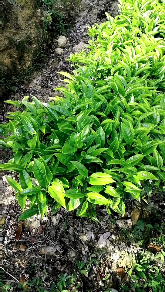 大洋春茶-单枞炒茶上市了。