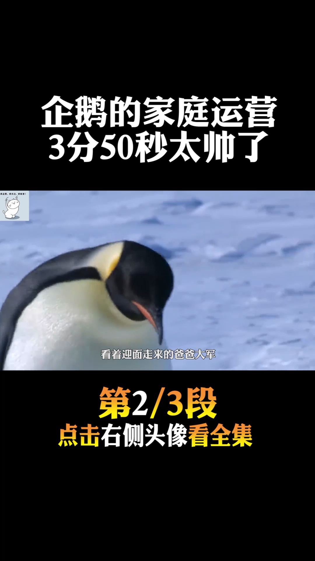 #动物世界#一年一度的认亲大会,小企鹅好可爱,但是后面企鹅爸爸也太帅了