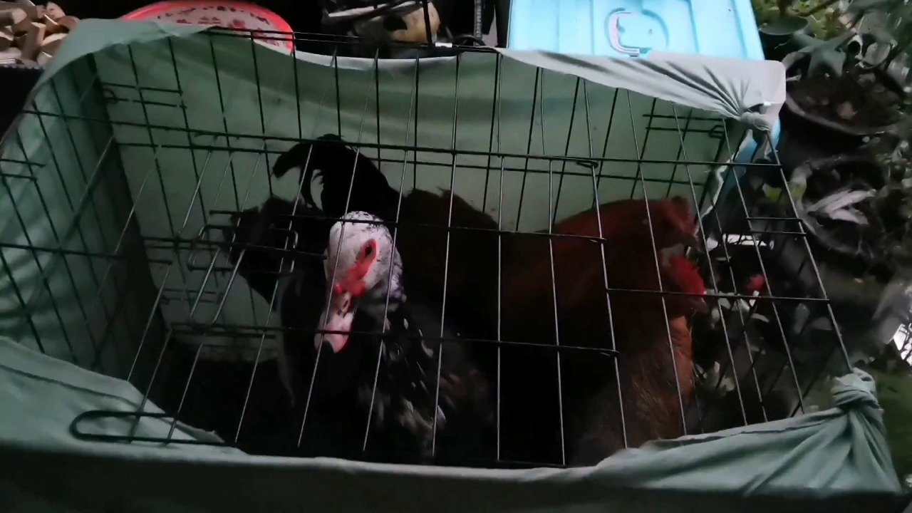 #美食#最近睡眠质量太差,煲一道猪肚汤改善睡眠,汤鲜味美