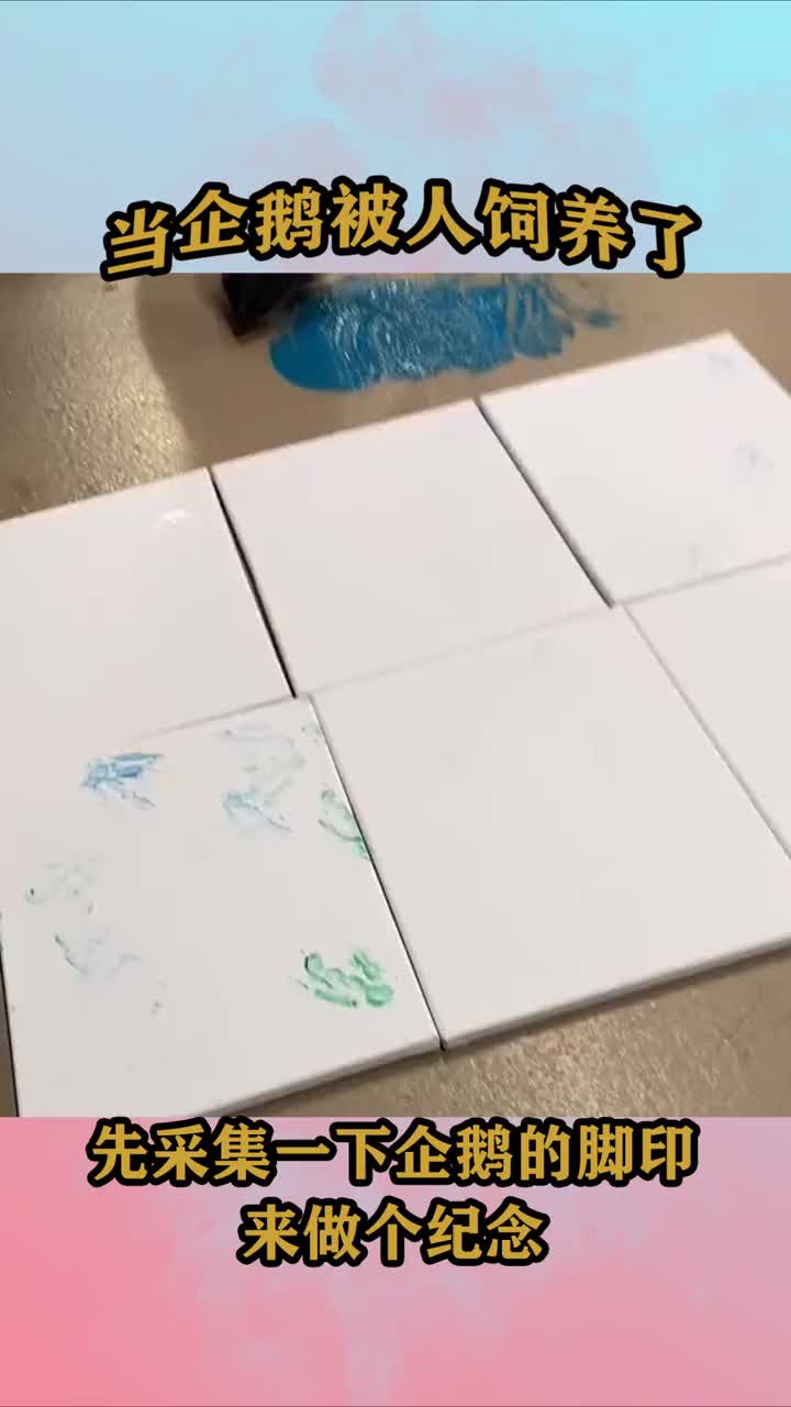 当企鹅被人饲养了,先采集一下脚印做个纪念把