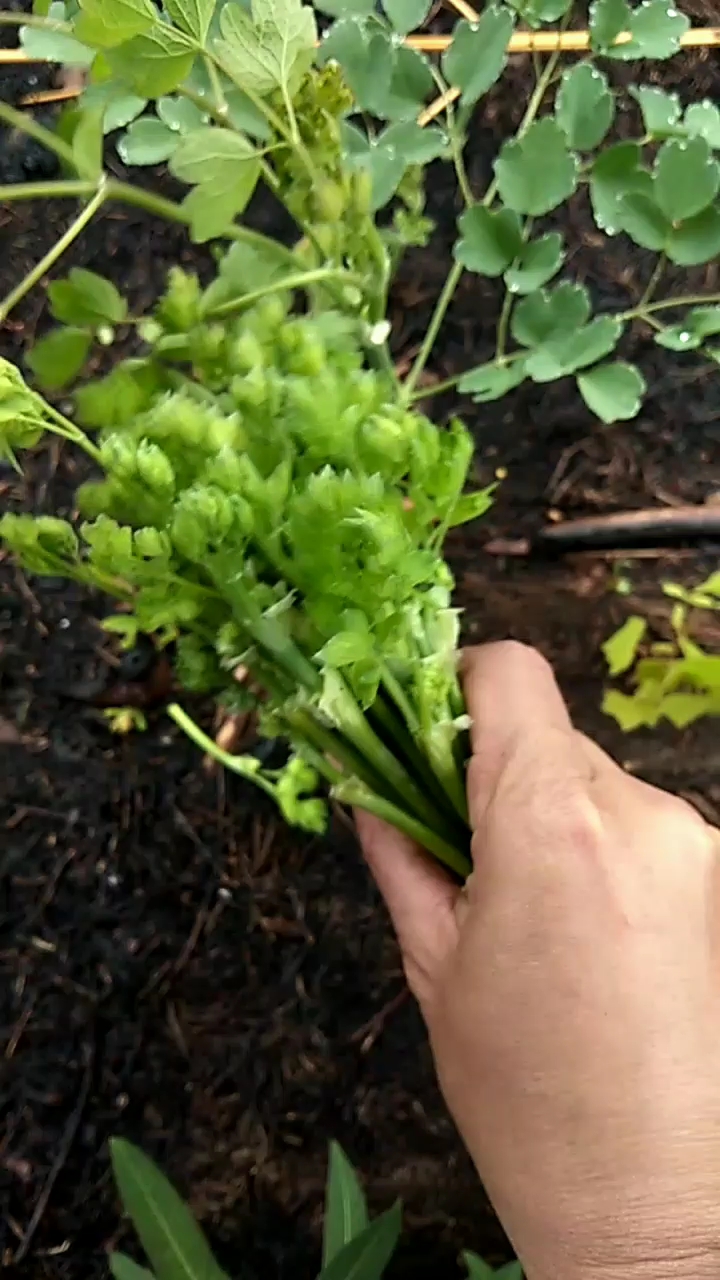 猫爪子菜