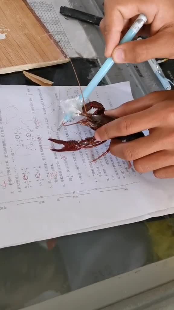 小学生一口解锁暑假快落小龙虾的命运,做一只努力学习的龙虾@+