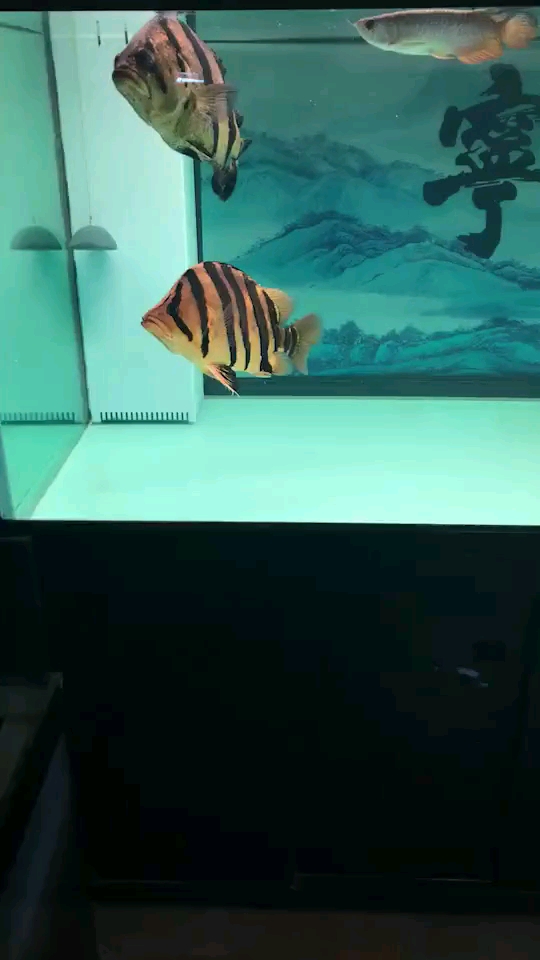 大老虎