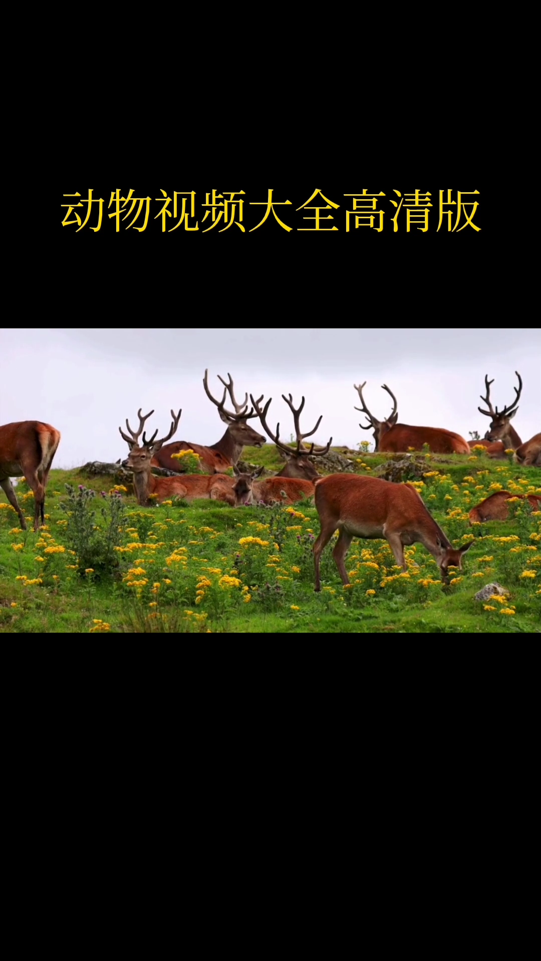 动物视频大全高清版