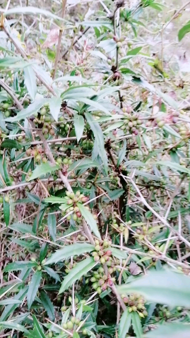 鸡脚黄连,