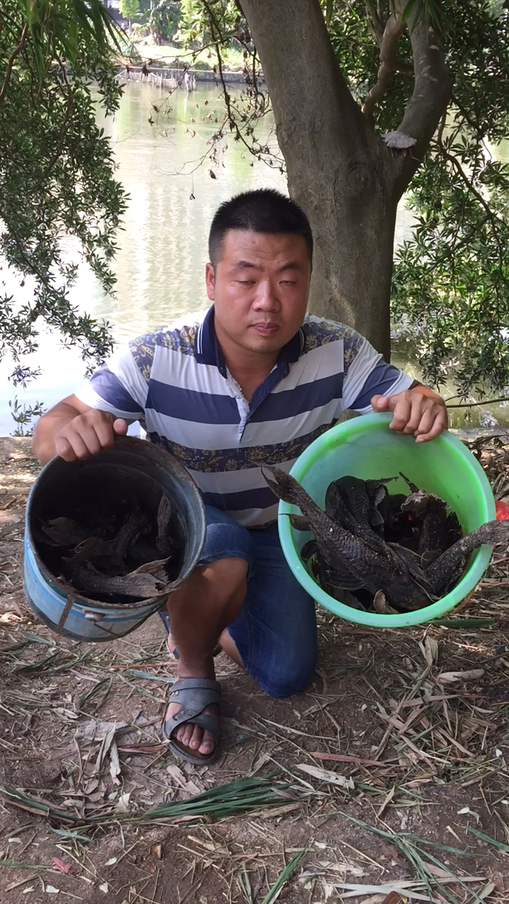 两大桶铁甲鱼,这个已经在广东地区已经泛滥成灾了。