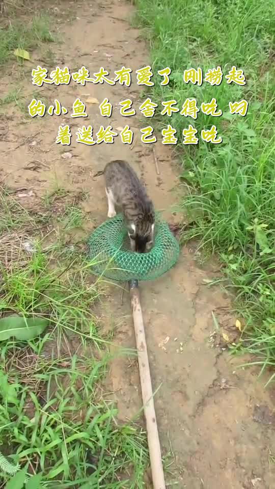 家猫咪太有爱了刚捞起的小鱼自己舍不得吃叼着送给自己宝宝吃