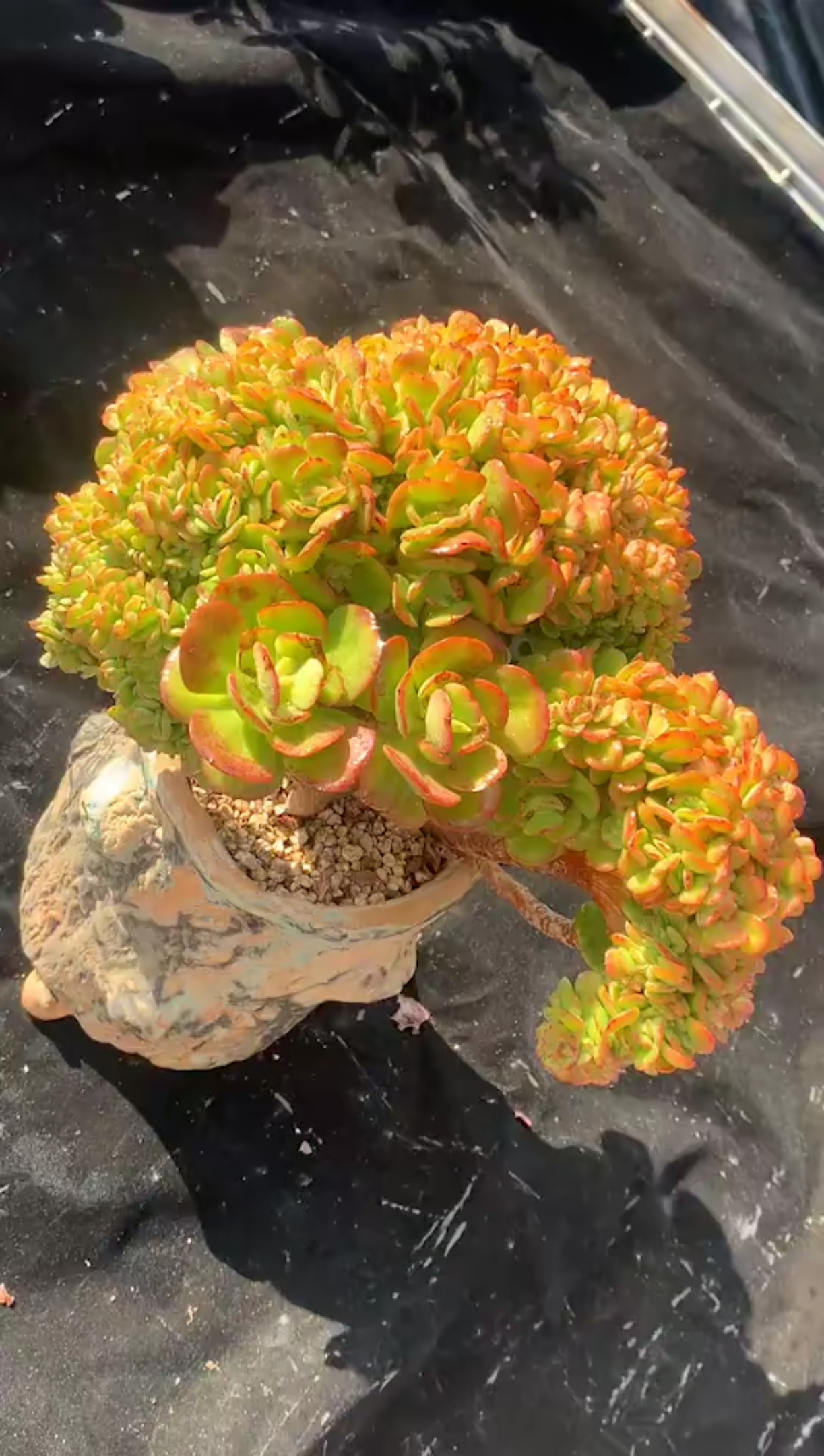 丸叶红梅缀化 木质版子 