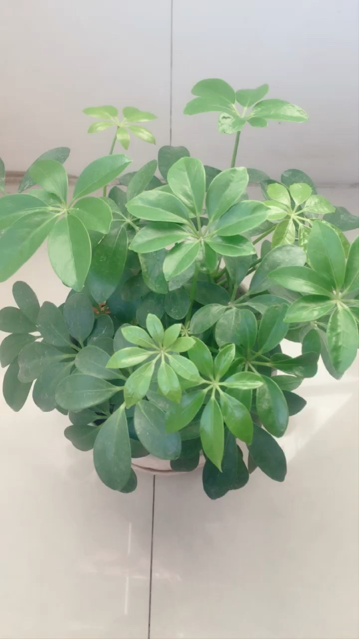 谁知道这是什么花?
