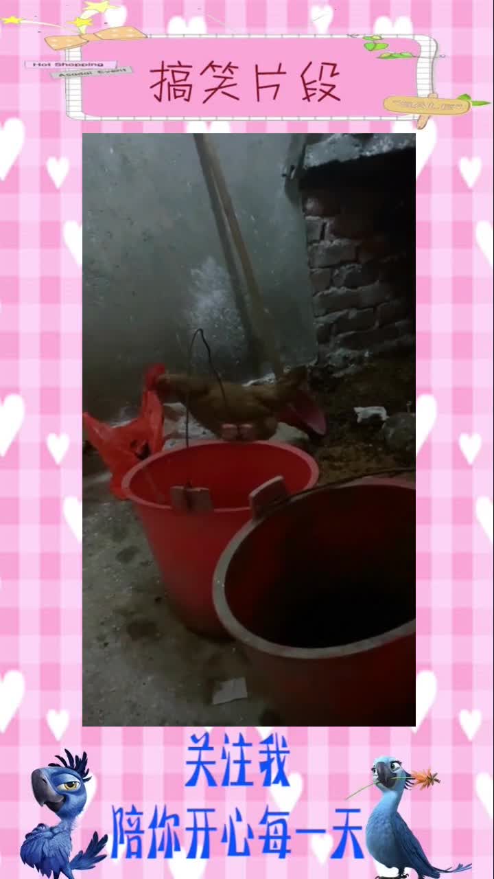 母鸡下蛋我真的不是故意打扰你下蛋的,我二楼的厕所漏水一楼的马桶坏了,借你这上个厕所,搞笑视