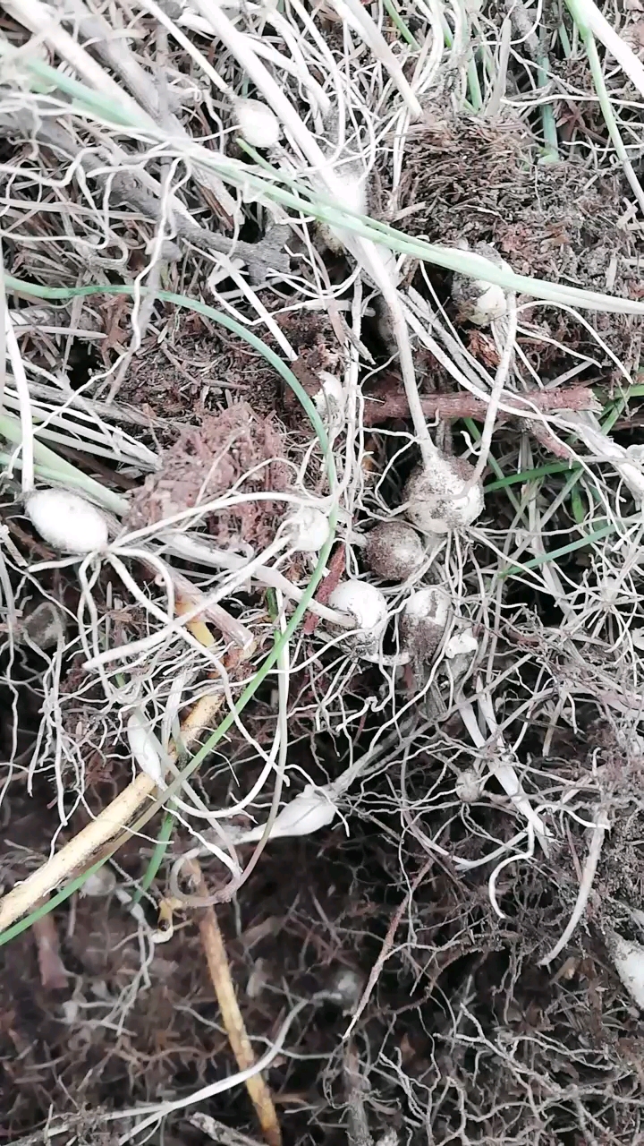 这野菜真多
