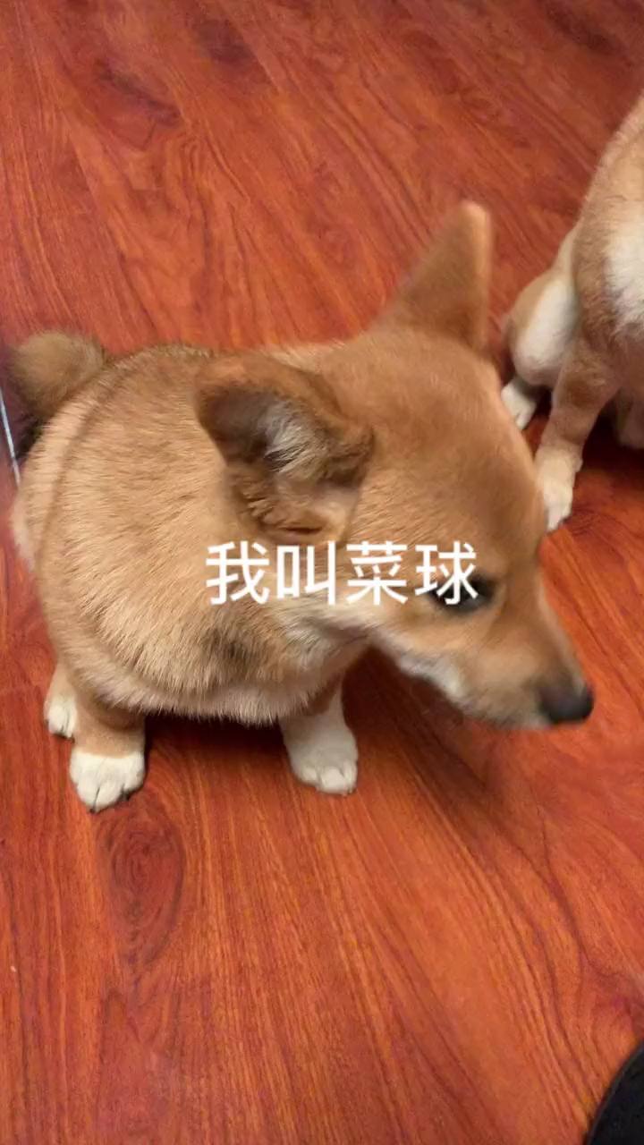 #我家萌宠成精了#我是个妹子 今天三个月了 这是我的爸妈