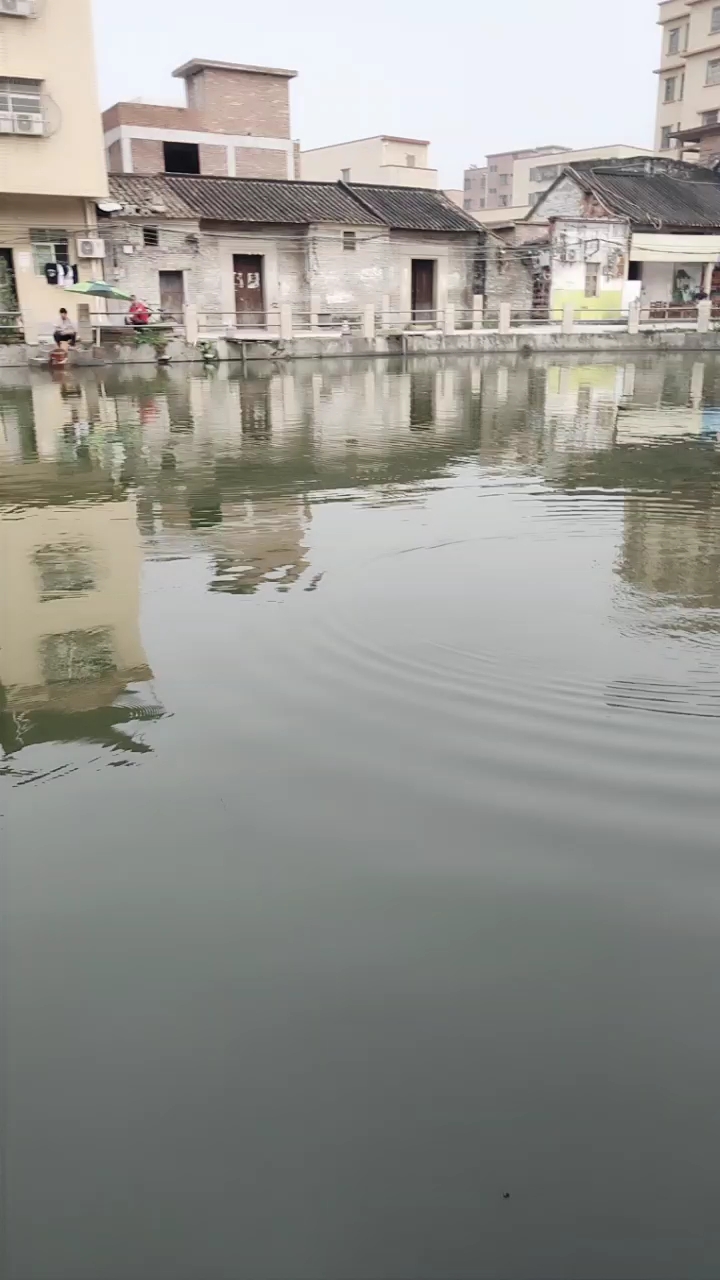 这条黑皖鱼得劲,拉了大半小时才出水面