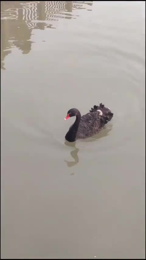 意料之外的感动,黑天鹅翘着脚还以为是生病了,转过身才知道