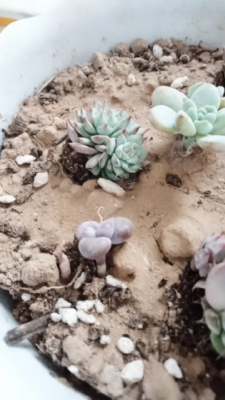 这是我养的多肉,有蒂亚,劳尔,腰子蛋,还有不知道什么名字的,你们知道叫什么名字吗