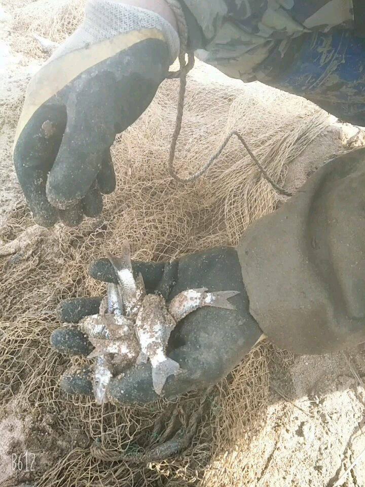 饮马河出鱼了