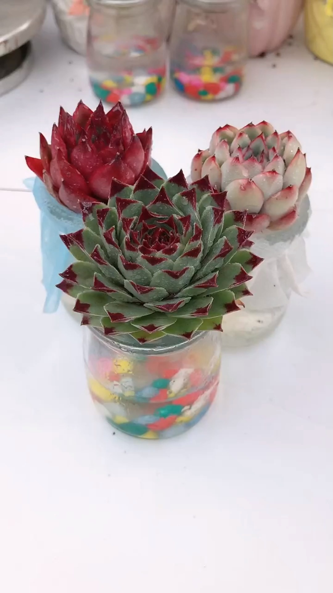 多肉植物养护小常识