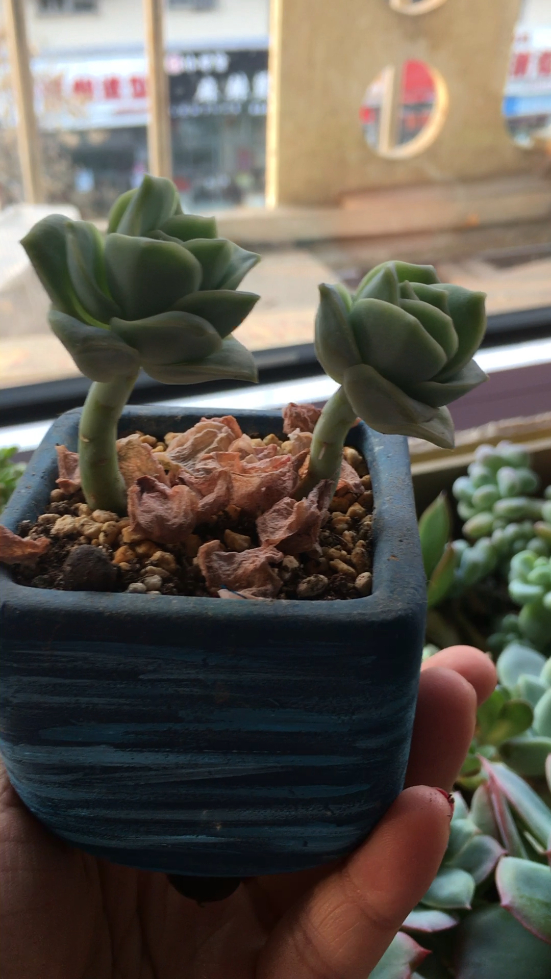 多肉植物3