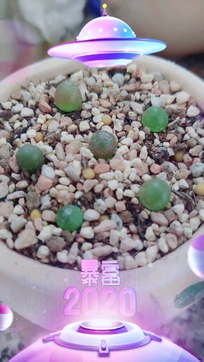 #全民迎新年#肉锥灯泡 还有一颗毛汉尼