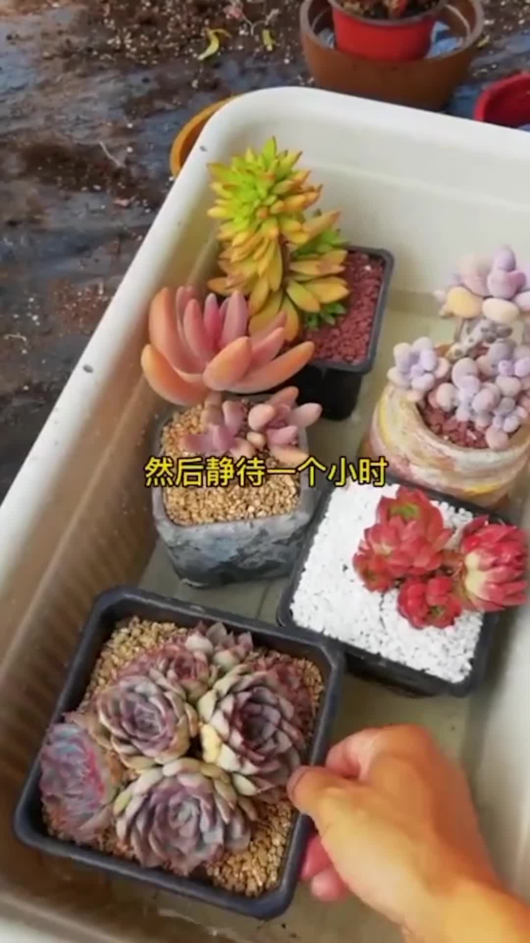 #我要上热门#色彩艳丽,小巧可爱,适合多种场合。