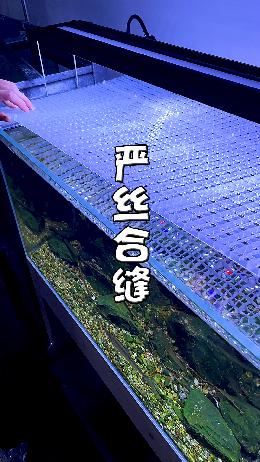 #鱼缸#我决定了 要把所有食肉鱼养在一起!