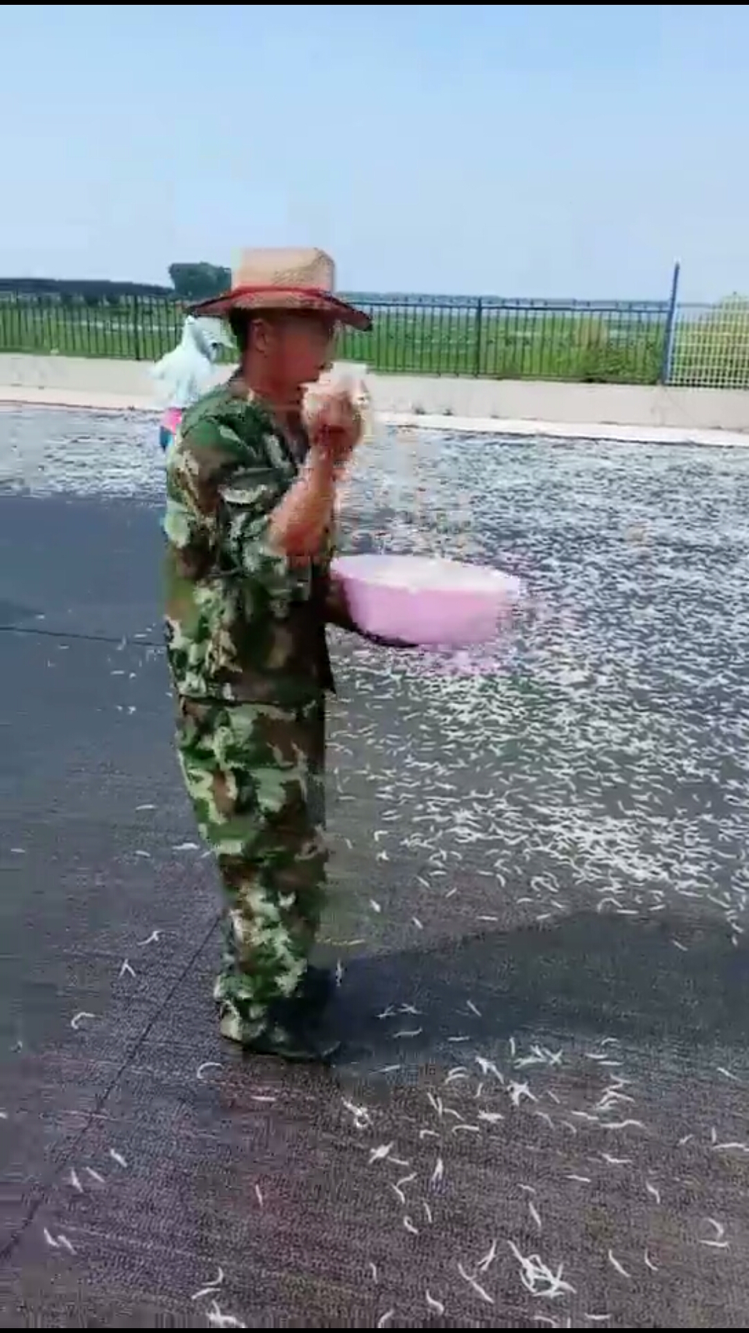 银鱼干是这么晒来得