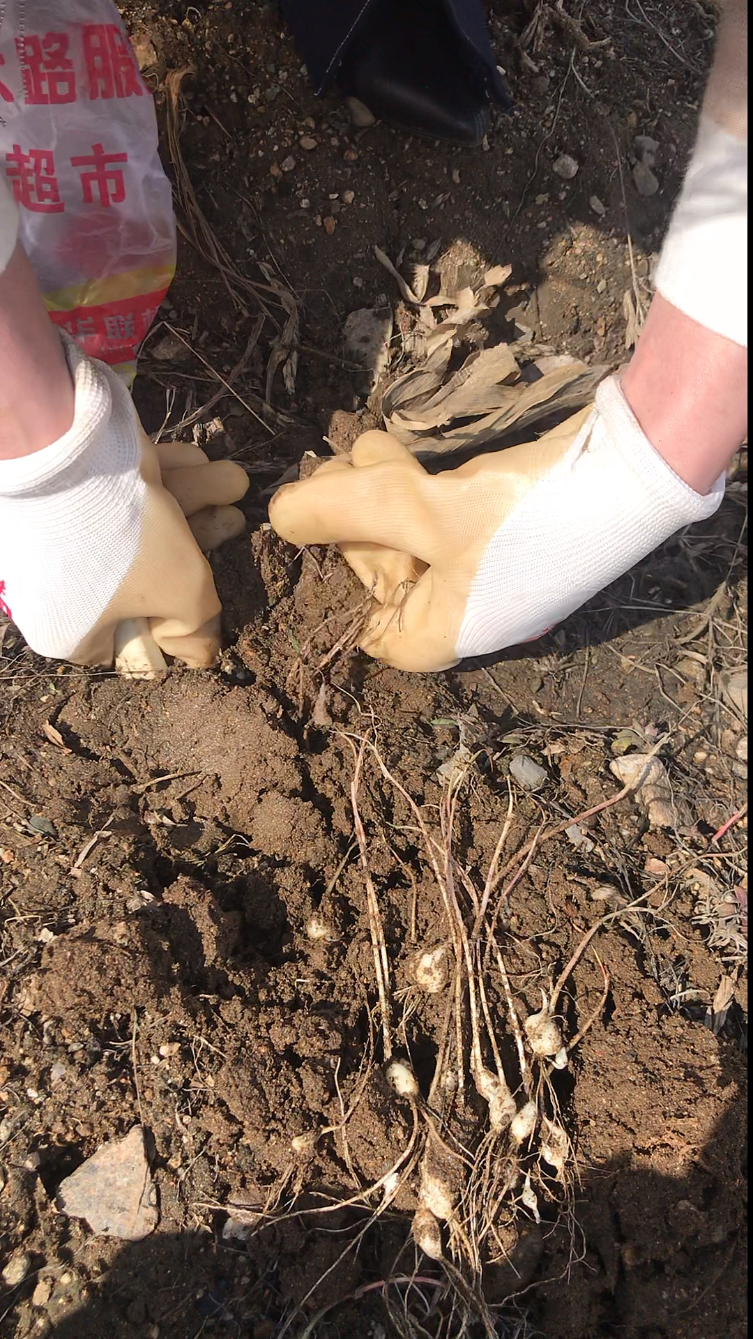 #晒晒我家的春天#春天里的蒙面代刀大侠,挖野菜,回家炒笨鸡蛋吃