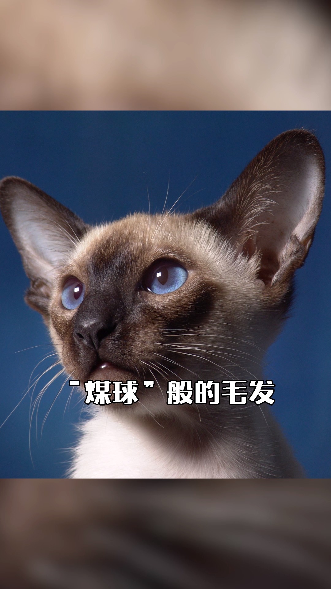 #暹罗猫#介绍一下易烊千玺的同款猫咪:暹罗猫~