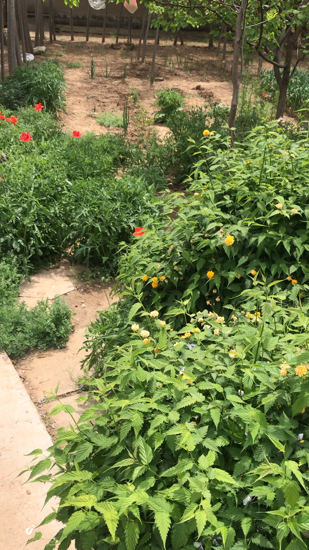 我们家的花园菜园