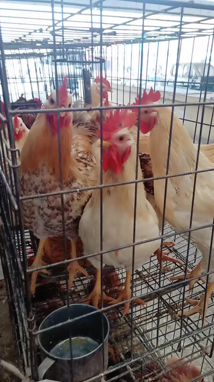 猪年不吃猪,该吃“我“喔