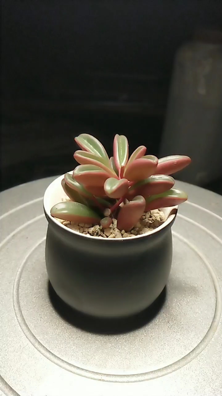 #今天你秀恩爱了吗#红背椒草