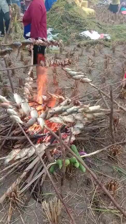 #搞笑段子#在地里加一个烤鱼架子,连鱼鳞都不去就烤,不敢想象能吃下去吗?