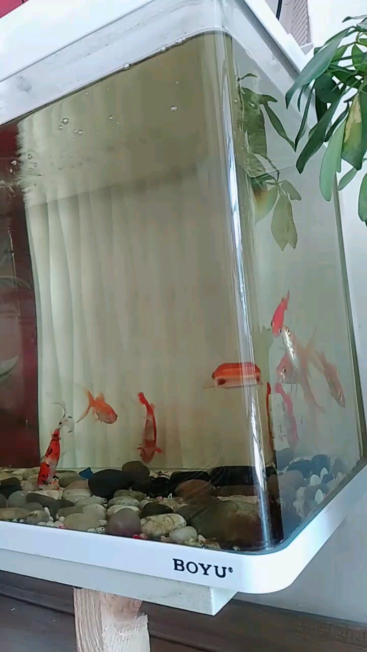 看俺家养的鱼漂亮吧