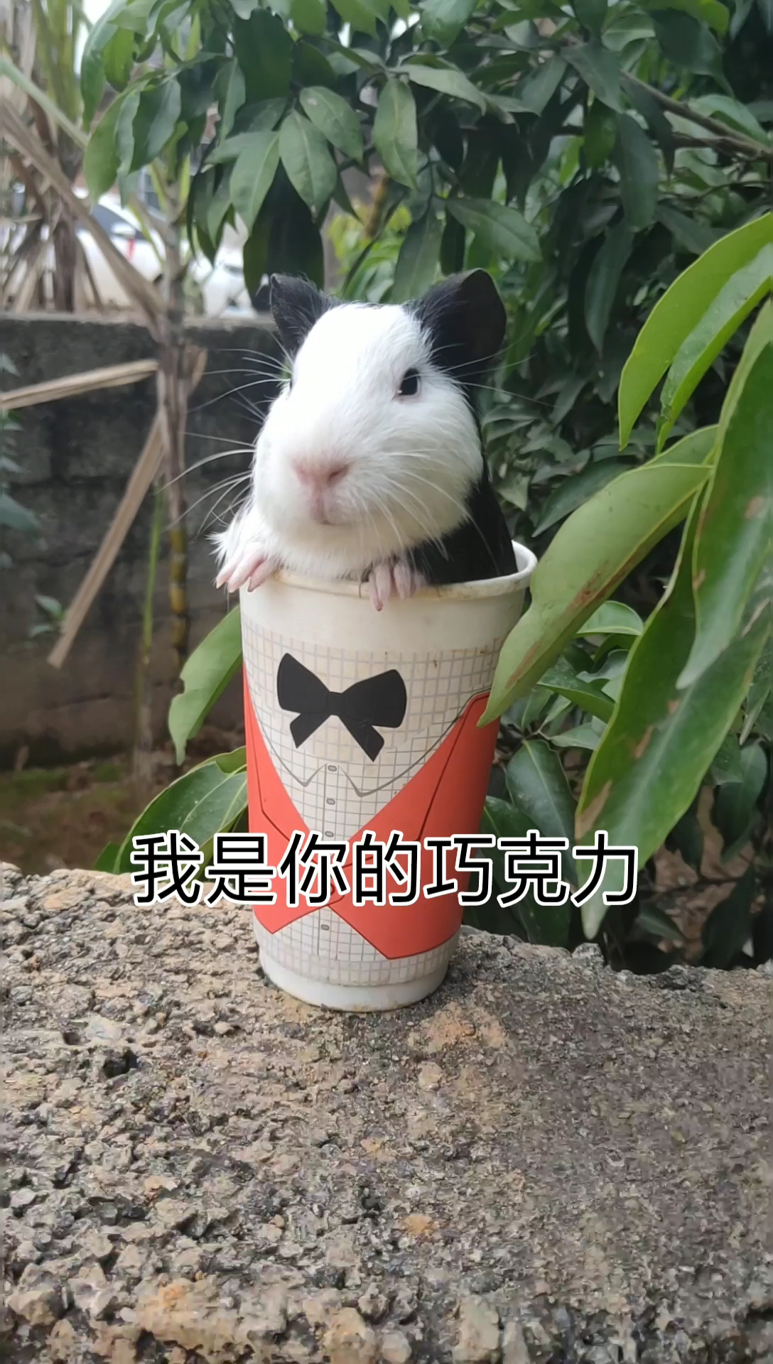 #搞笑段子剧#好好活着不好吗?