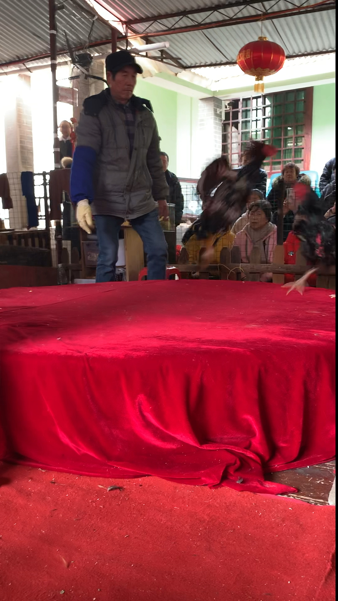 #乡村生活#刘三姐大观园里的斗鸡活动,比赛过程好快的