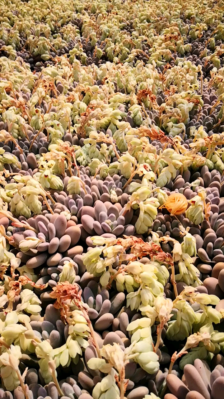 #有一种可爱叫多肉!#遍地都在开花的节奏,这波奶酪开花你喜欢吗?