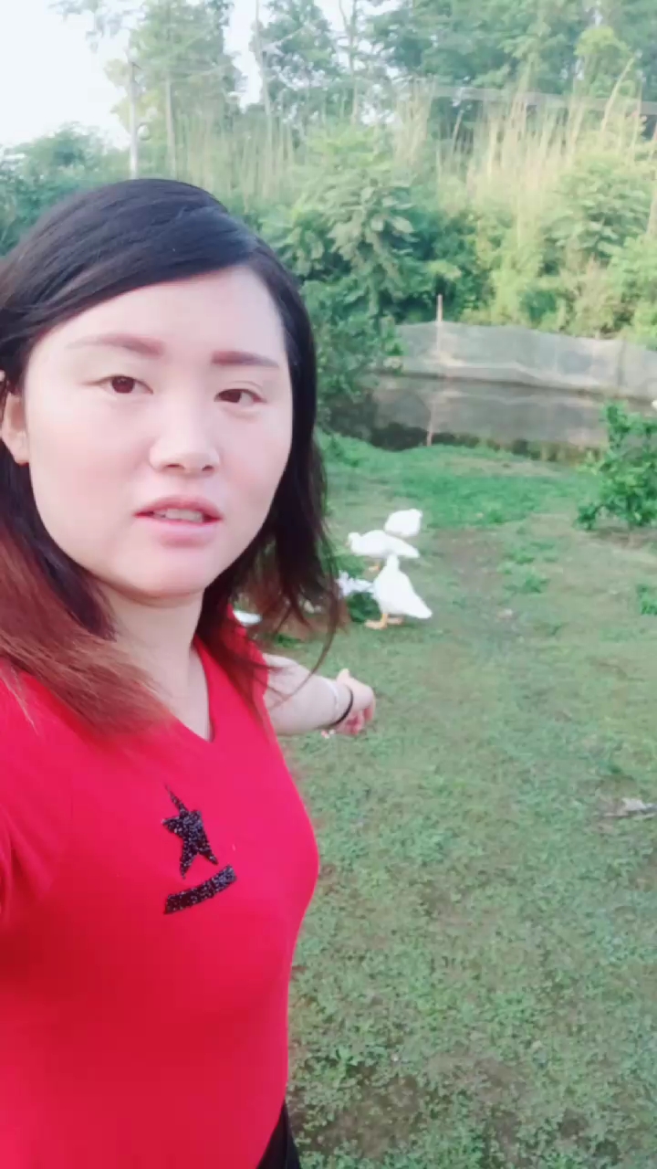 我家的土鸡,土鸭。