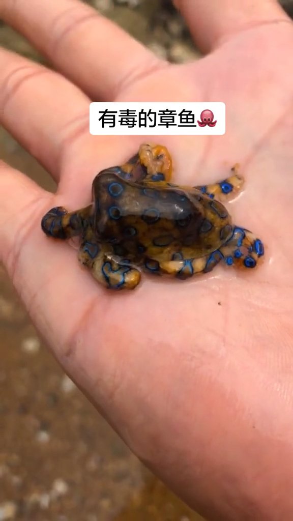 有毒的章鱼,为了双击也是拼了