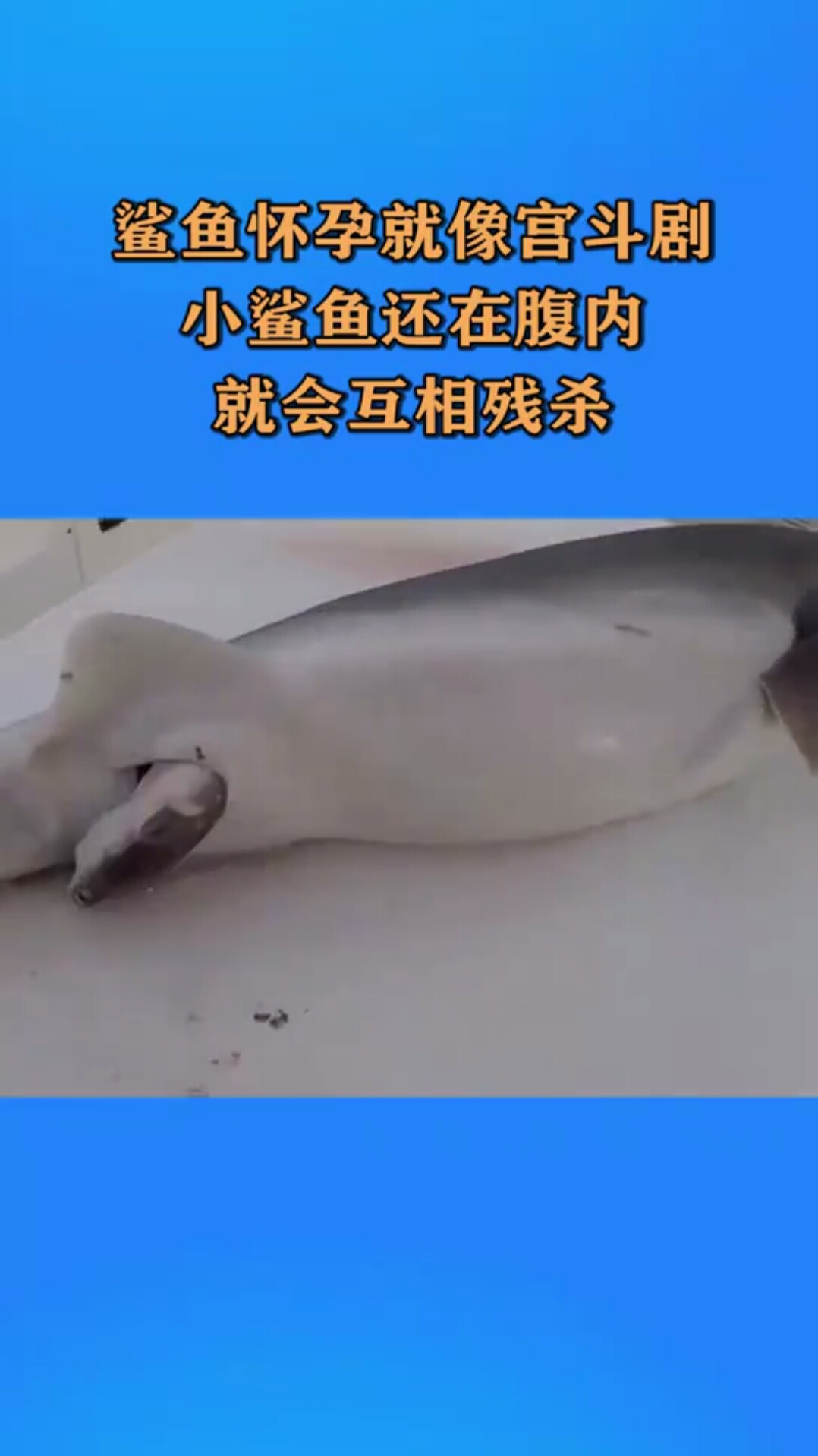 鲨鱼怀孕就像“宫斗剧”!小鲨鱼还在肚子里,就会互相残S!
