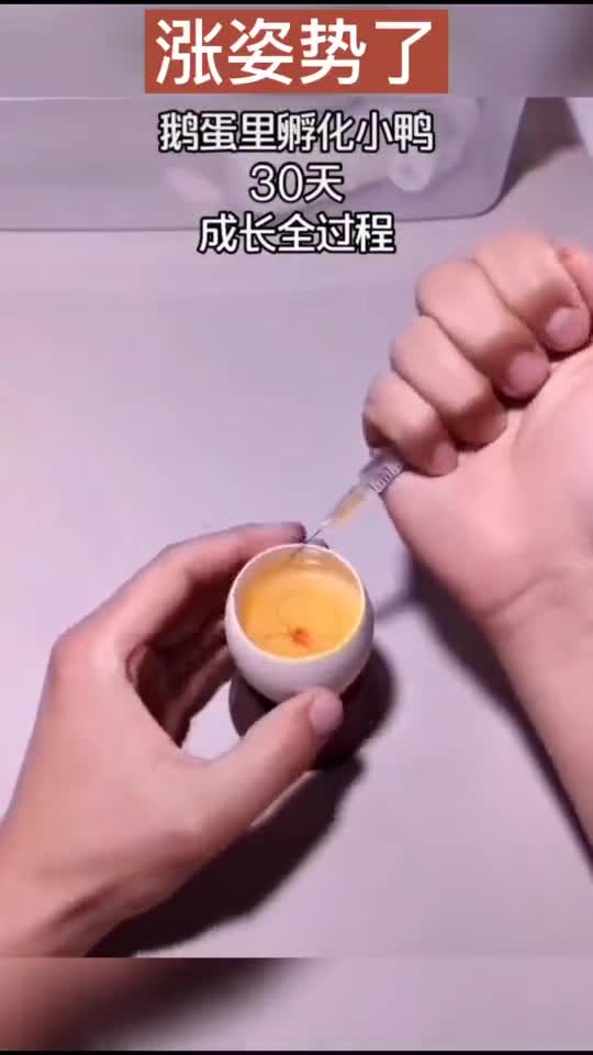 看小鸭子蛋壳内生长过程
