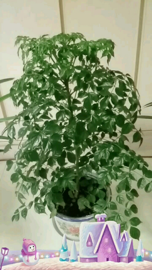 我养的幸福树怎么样啊