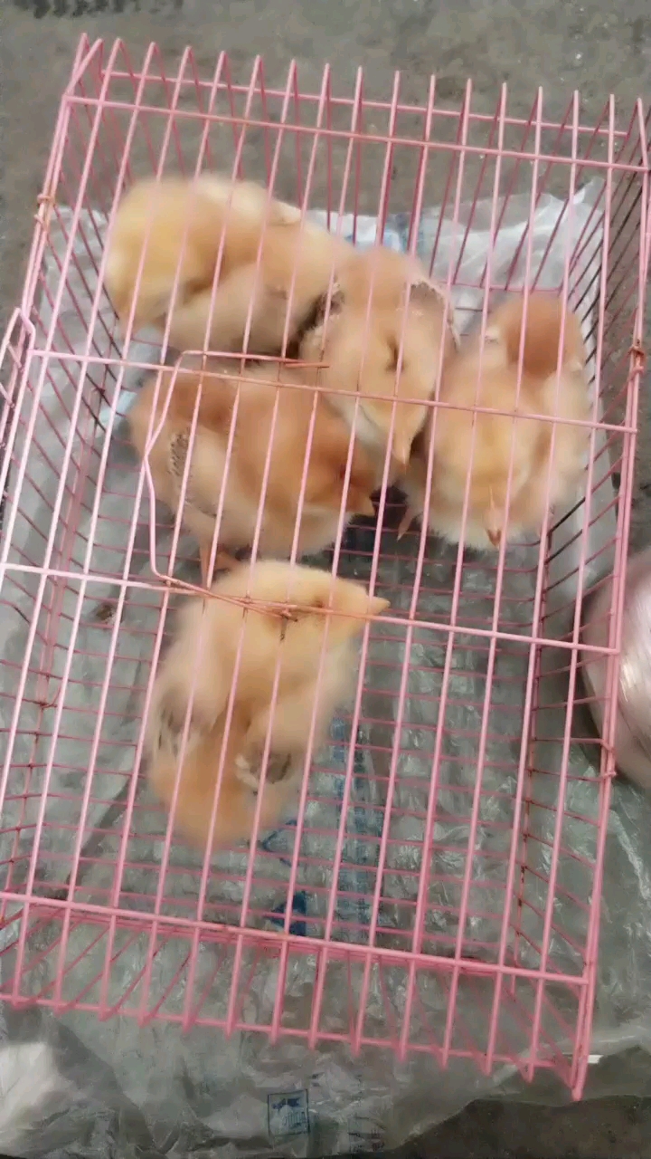 小鸡宝宝
