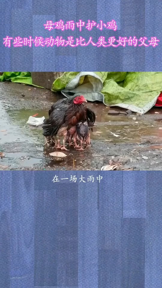 母爱的伟大。正能量