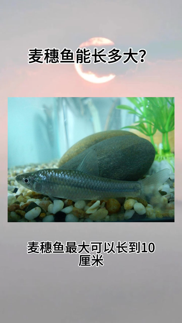 麦穗鱼能长多大。